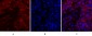 JAK1 Polyclonal Antibody